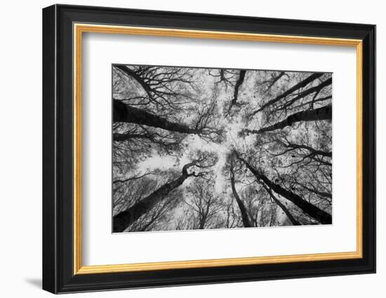 Sassofratino Reserve, Foreste Casentinesi National Park, Badia Prataglia, Tuscany, Italy-ClickAlps-Framed Photographic Print