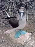 Blue Footed Booby, Galapagos Islands, Ecuador, South America-Sassoon Sybil-Framed Photographic Print