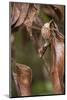 Satanic Leaf-Tailed Gecko (Uroplatus Phantasticus) On Twig-Mark Macewen-Mounted Photographic Print