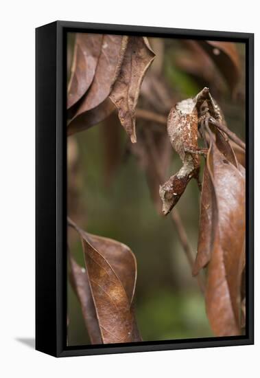 Satanic Leaf-Tailed Gecko (Uroplatus Phantasticus) On Twig-Mark Macewen-Framed Premier Image Canvas