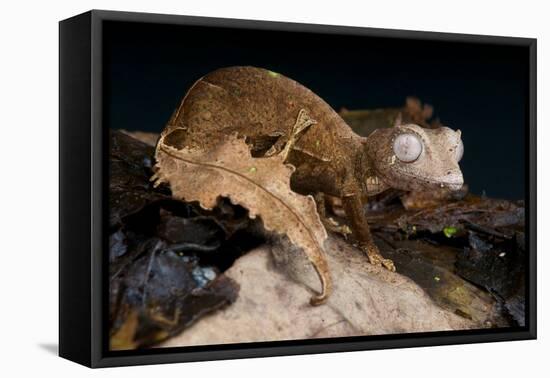 Satanic Leaf-Tailed Gecko / Uroplatus Phantasticus-reptiles4all-Framed Premier Image Canvas