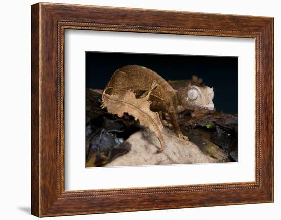 Satanic Leaf-Tailed Gecko / Uroplatus Phantasticus-reptiles4all-Framed Photographic Print