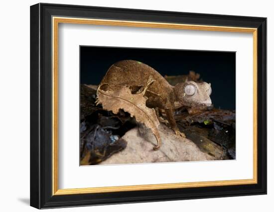 Satanic Leaf-Tailed Gecko / Uroplatus Phantasticus-reptiles4all-Framed Photographic Print