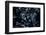 Satellite view of Disneyworld, Orlando, Florida, USA-null-Framed Photographic Print