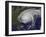 Satellite View of Hurricane Irene-Stocktrek Images-Framed Photographic Print