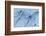 Satellite view of Pavlodar Province, Kazakhstan-null-Framed Photographic Print