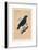 'Satin Bird', (Ptilonorhynchus violaceus), c1850, (1856)-Unknown-Framed Giclee Print