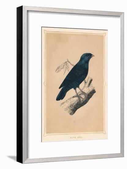 'Satin Bird', (Ptilonorhynchus violaceus), c1850, (1856)-Unknown-Framed Giclee Print