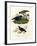 Satin Bower Bird, 1864-null-Framed Giclee Print