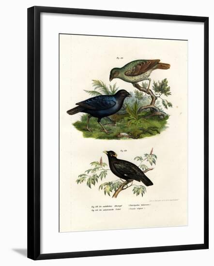 Satin Bower Bird, 1864-null-Framed Giclee Print