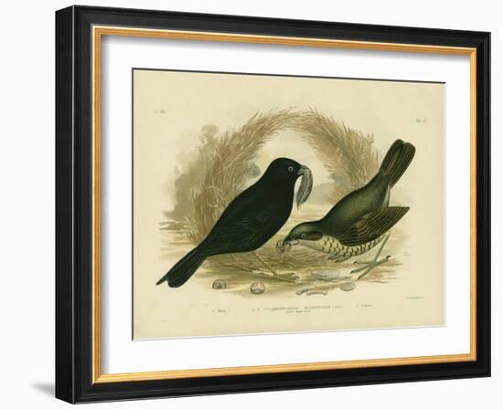 Satin Bowerbird, 1891-Gracius Broinowski-Framed Premium Giclee Print