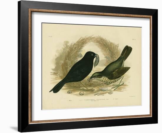 Satin Bowerbird, 1891-Gracius Broinowski-Framed Giclee Print