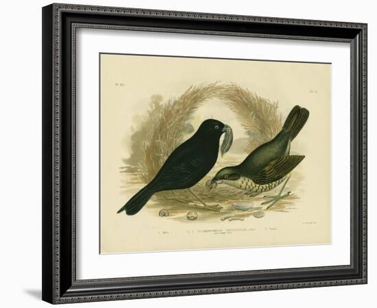 Satin Bowerbird, 1891-Gracius Broinowski-Framed Giclee Print