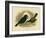 Satin Bowerbird, 1891-Gracius Broinowski-Framed Giclee Print