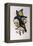 Satin Bowerbird (Ptilonorhynchus Violaceus)-John Gould-Framed Premier Image Canvas