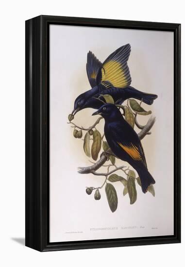 Satin Bowerbird (Ptilonorhynchus Violaceus)-John Gould-Framed Premier Image Canvas