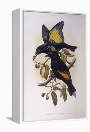 Satin Bowerbird (Ptilonorhynchus Violaceus)-John Gould-Framed Premier Image Canvas