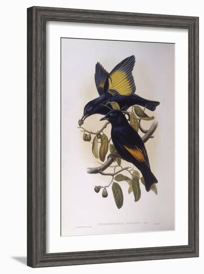 Satin Bowerbird (Ptilonorhynchus Violaceus)-John Gould-Framed Giclee Print