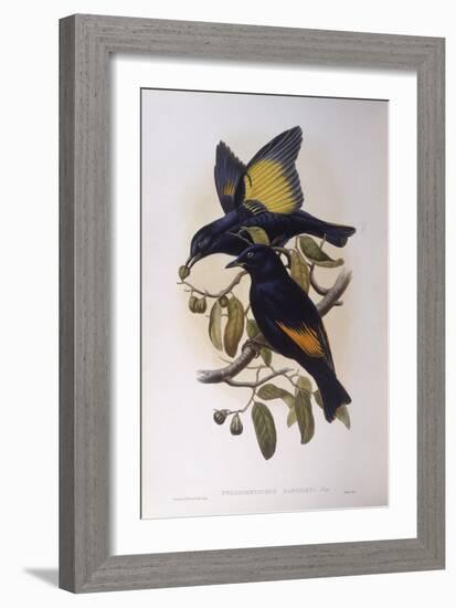 Satin Bowerbird (Ptilonorhynchus Violaceus)-John Gould-Framed Giclee Print