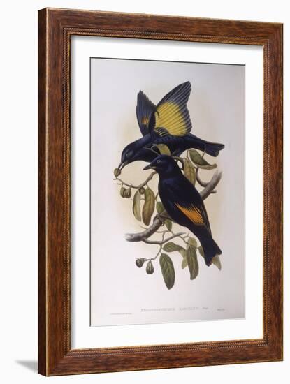 Satin Bowerbird (Ptilonorhynchus Violaceus)-John Gould-Framed Giclee Print