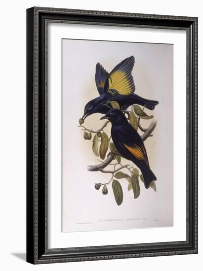 Satin Bowerbird (Ptilonorhynchus Violaceus)-John Gould-Framed Giclee Print