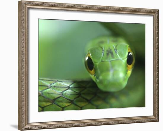 Satiny Parrot Snake Close Up, Costa Rica-Edwin Giesbers-Framed Photographic Print