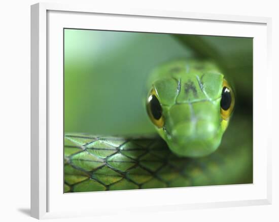 Satiny Parrot Snake Close Up, Costa Rica-Edwin Giesbers-Framed Photographic Print