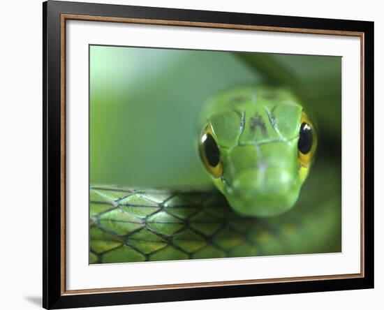 Satiny Parrot Snake Close Up, Costa Rica-Edwin Giesbers-Framed Photographic Print