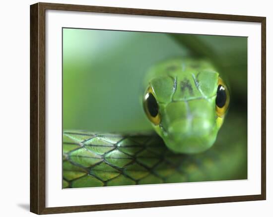 Satiny Parrot Snake Close Up, Costa Rica-Edwin Giesbers-Framed Photographic Print