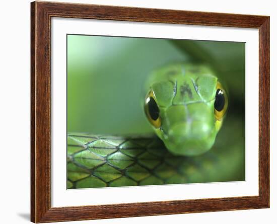 Satiny Parrot Snake Close Up, Costa Rica-Edwin Giesbers-Framed Photographic Print