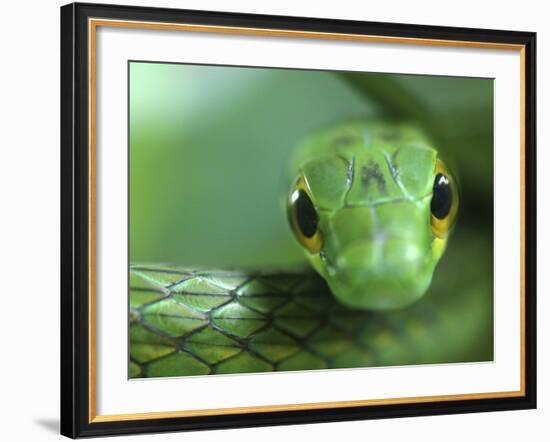 Satiny Parrot Snake Close Up, Costa Rica-Edwin Giesbers-Framed Photographic Print