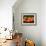 Satsuma Tangerines I-Rachel Perry-Framed Photographic Print displayed on a wall