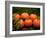 Satsuma Tangerines II-Rachel Perry-Framed Photographic Print