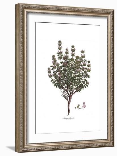 Satureja Thymbra, Flora Graeca-Ferdinand Bauer-Framed Giclee Print