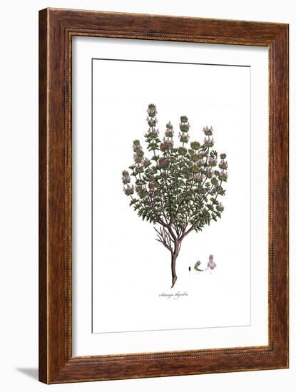 Satureja Thymbra, Flora Graeca-Ferdinand Bauer-Framed Giclee Print