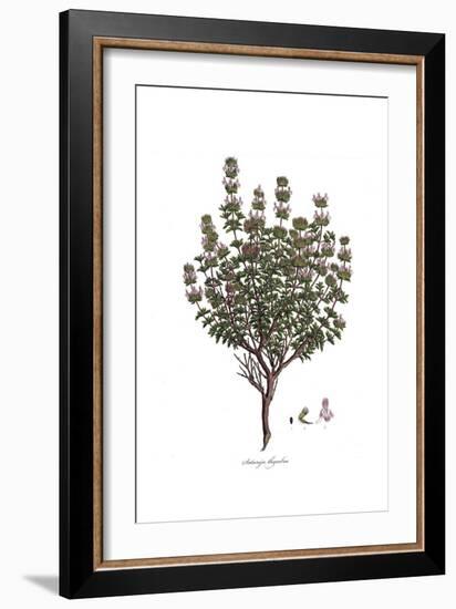 Satureja Thymbra, Flora Graeca-Ferdinand Bauer-Framed Giclee Print