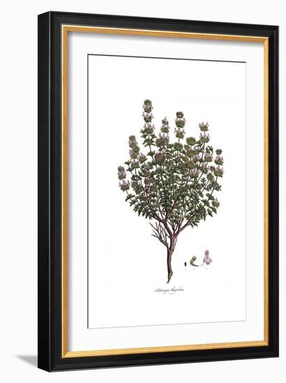 Satureja Thymbra, Flora Graeca-Ferdinand Bauer-Framed Giclee Print