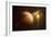 Saturn in Outer Space Against Sun and Star Field-null-Framed Premium Giclee Print