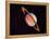 Saturn-null-Framed Premier Image Canvas