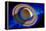 Saturn-Detlev Van Ravenswaay-Framed Premier Image Canvas