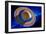 Saturn-Detlev Van Ravenswaay-Framed Photographic Print