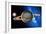 Saturn-Detlev Van Ravenswaay-Framed Photographic Print