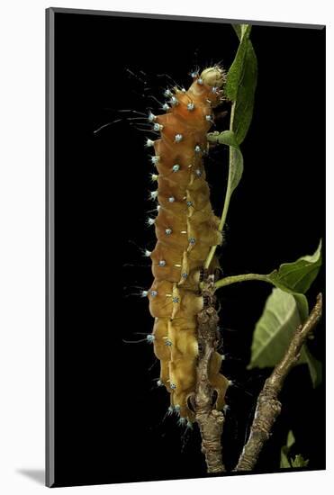 Saturnia Pyri (Giant Peacock Moth, Great Peacock Moth, Large Emperor Moth) - Caterpillar before Pup-Paul Starosta-Mounted Photographic Print