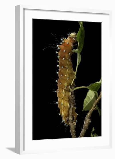 Saturnia Pyri (Giant Peacock Moth, Great Peacock Moth, Large Emperor Moth) - Caterpillar before Pup-Paul Starosta-Framed Photographic Print