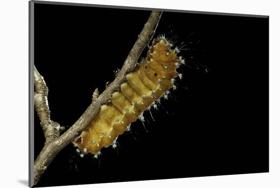 Saturnia Pyri (Giant Peacock Moth, Great Peacock Moth, Large Emperor Moth) - Caterpillar before Pup-Paul Starosta-Mounted Photographic Print