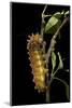 Saturnia Pyri (Giant Peacock Moth, Great Peacock Moth, Large Emperor Moth) - Caterpillar before Pup-Paul Starosta-Mounted Photographic Print