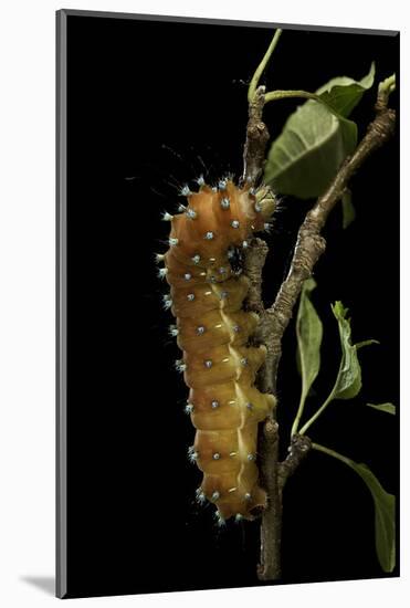 Saturnia Pyri (Giant Peacock Moth, Great Peacock Moth, Large Emperor Moth) - Caterpillar before Pup-Paul Starosta-Mounted Photographic Print