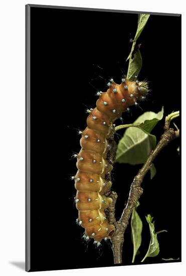 Saturnia Pyri (Giant Peacock Moth, Great Peacock Moth, Large Emperor Moth) - Caterpillar before Pup-Paul Starosta-Mounted Photographic Print