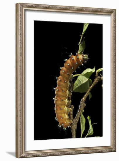 Saturnia Pyri (Giant Peacock Moth, Great Peacock Moth, Large Emperor Moth) - Caterpillar before Pup-Paul Starosta-Framed Photographic Print