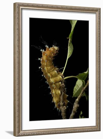 Saturnia Pyri (Giant Peacock Moth, Great Peacock Moth, Large Emperor Moth) - Caterpillar before Pup-Paul Starosta-Framed Photographic Print